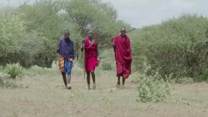 Een foto van drie Masai mannen, twee van hen dragen rode kleding een bluaw met geeld, ze lopen naast elkaar richting de camera door het gras, op de achtergrond groene bomen en struiken.