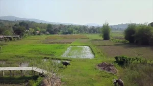 Een foto van groene rijstvelden met op de achtergrond bergen. 