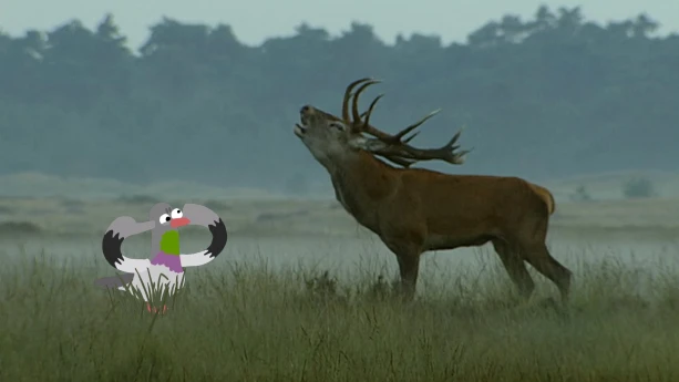 Foto van een burlend hert op de Veluwe, ernaast staat een illustratie van een duif die zijn vingers in zijn oren steekt.
