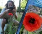 Op zoek naar een klaproos | SoortSafari