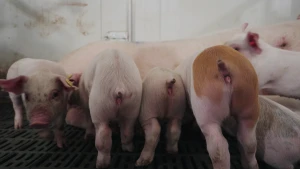 Foto van biggetjes op een rij, drie gezien van achteren en eentje van voren, ze drinken waarschijnlijk bij hun moeder.