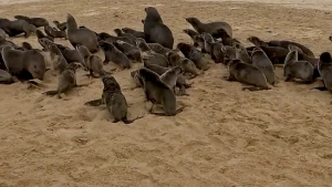 Foto van zeehonden op het strand, waarvan één verstrikt is geraakt in verpakkingsplastic.