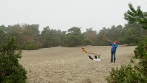 Foto van midwinterhoornblazer op Overijsselse zandverstuiving met illustratie van duif die ook op een midwinterhoorn blaast.