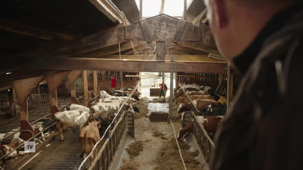 Een foto van een stal vol koeien, je kijkt van bovenaf mee over de schouder van een man.