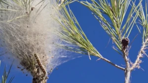 Foto van een kleverig nest van een rups in een boom.