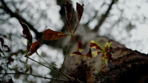 Foto van stervende paardekastanje, met bruine bladeren die uit de stam komen.