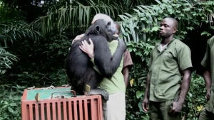 Foto van Jane Goodall die omhelst wordt door een chimpansee.