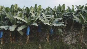 Foto van een bananenplantages met blauwe zakken om de bananentrossen.