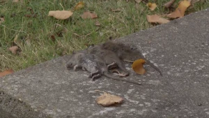 Fot van drie dode ratten liggend op een tegel.