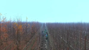 Meer bomen in Nederland