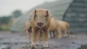 Een foto van een klein lichtbruin varkentje. Hij staat buiten in de modder en kijkt in de camera.