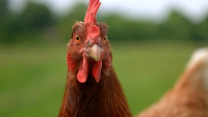 Foto van bruine kip die in camera kijkt.