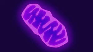 Illustratie van mitochrondrie, een paarse boonachtige structuur op een donkere achtergrond.