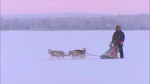 Een foto van een hondenslee met 2 honden ervoor in een besneeuwd lanschap, op de slee staat een persoon in warme kleding.