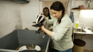De dierenverzorger tilt een dasje uit zijn verblijf.
