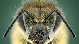 Foto van de kop van een bij van superdichtbij. Je ziet twee zwarte ogen aan de zijkant, twee zwarte voelsprieten die naar beneden wijzen en een harig kopje.