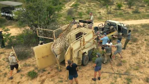 Operatie giraffenverhuizing!