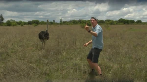 Knokploeg met veren!