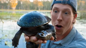 Schildpadden in Australië