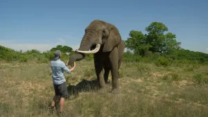 Het geheim van de olifant
