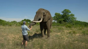 Het geheim van de olifant