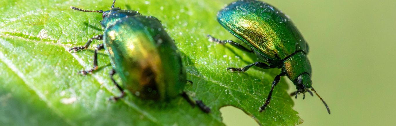 Grafische, abstracte vormen in de schooltv stijl