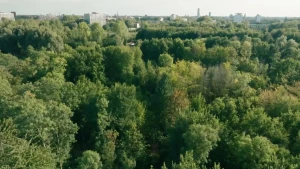 Een foto van een bos in de buurt van Leeuwarden, vooraan zie je veel groene bomen, aan de horizon komen gebouwen boven de bomen uit.