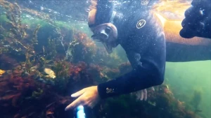 EEn foto van een diuker in de zee onder water, hij gaat met zijn hand langs roodkleurige planten.