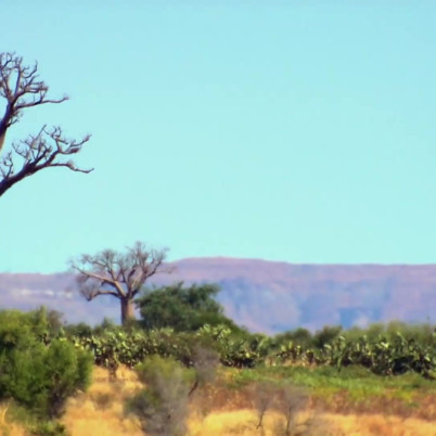 Een foto van een Baobabboom in Madagascar. De boom staat link, op de achtergrond zijn bergen en de lucht is blauw.