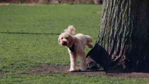 Een foto van een hond die tegen een boom plast.