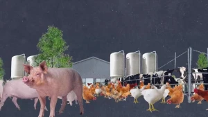 Een illustratie van een boerderij met op de voorgrond van links naar rechts varkens, kippen en koeien.