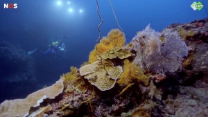 Koraal met op de achtergrond een duiker