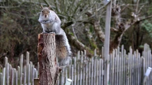 Foto van een grijze eekhoorn op een houten paal in een soort tuin met houten schutting. hij kijkt in de camera.